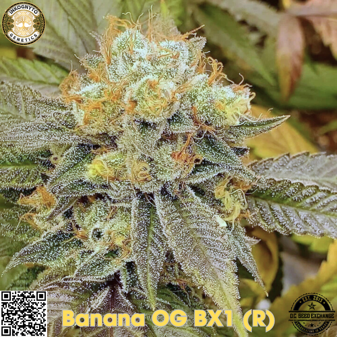 Banana OG BX1 IG