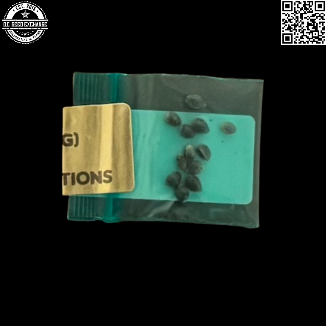 Bodhi Seeds Cherry Queen Back IG