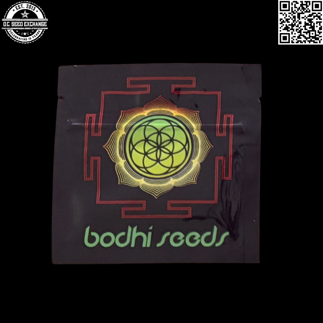 Bodhi Seeds Lavender Limeade Back IG