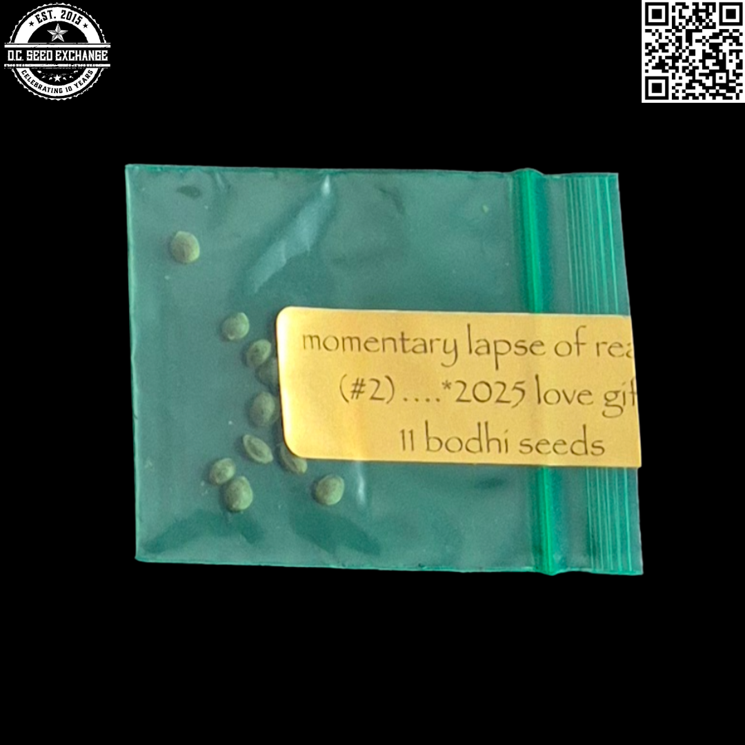 Bodhi Seeds Momentary Lapse of Reason Front IG