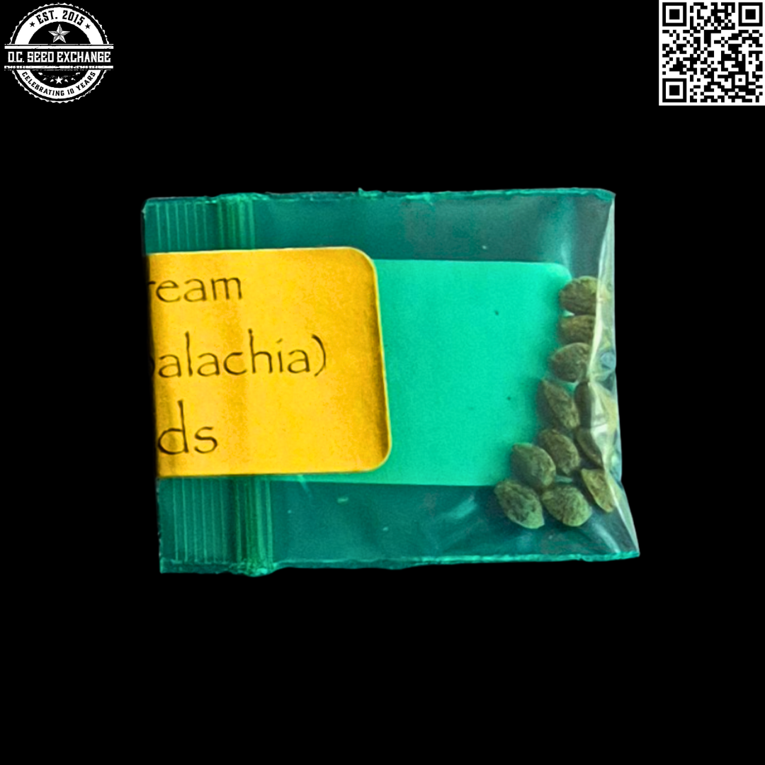 Bodhi Seeds Sunshine Daydream Back2 IG