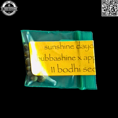 Bodhi Seeds Sunshine Daydream Front2 IG
