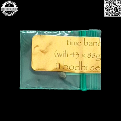 Bodhi Seeds Time Bandit Front IG