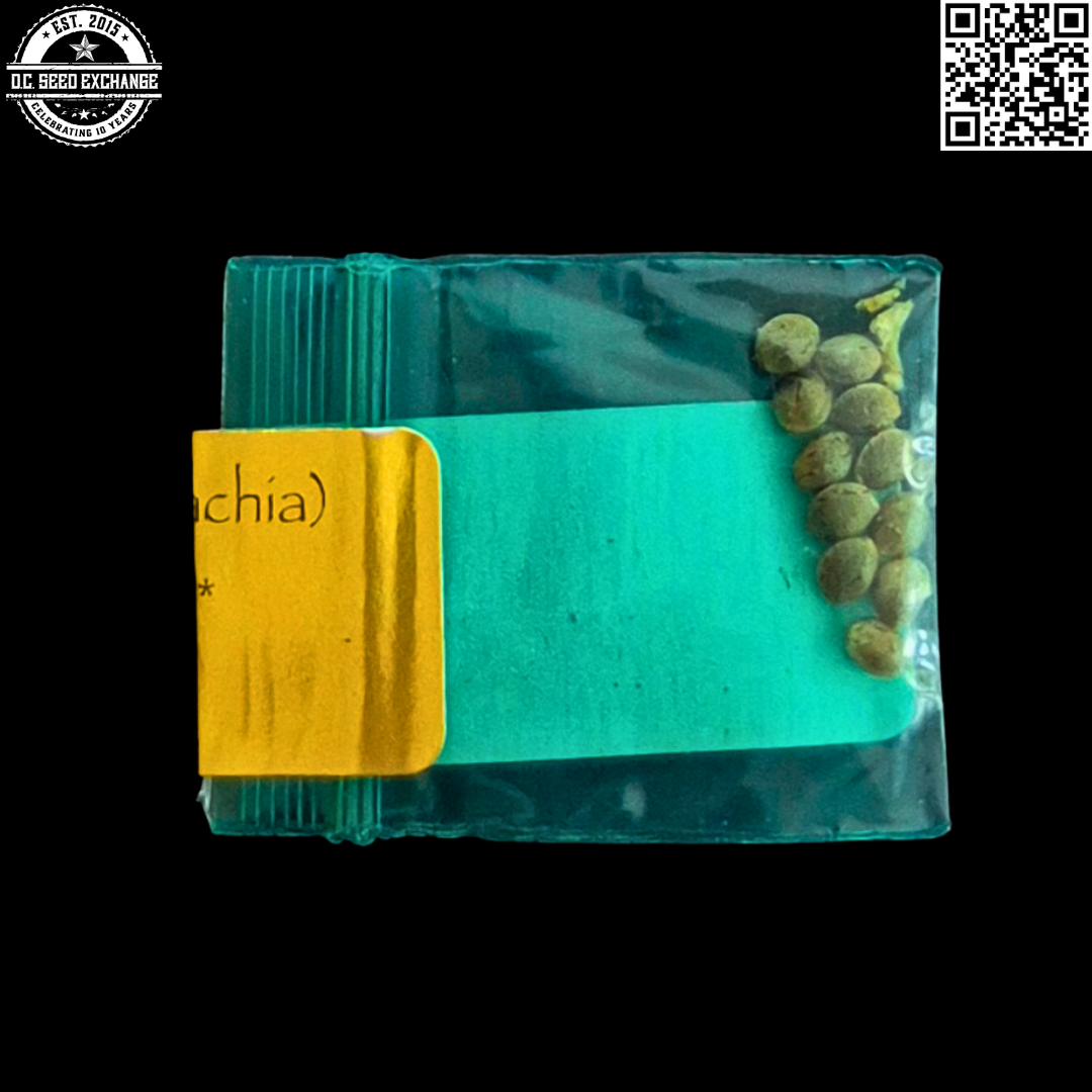 Bodhi Seeds Wolf Pack Back2 IG