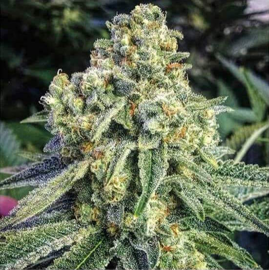 Ethos Genetics The Mountain