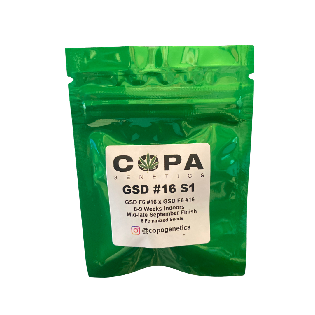 GSD #16 S1 (GSD F6 #16 X GSD F6 #16) 8 Feminized Seeds