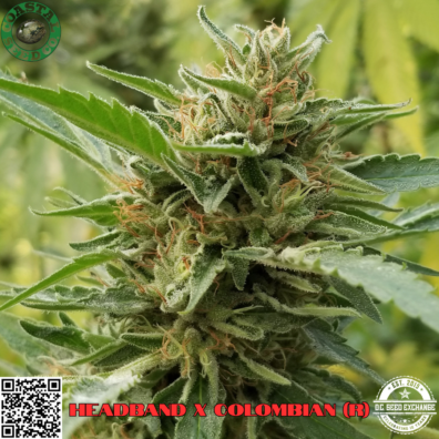 Headband x Colombian IG