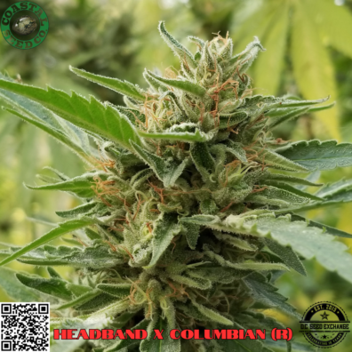 Headband x Columbian IG