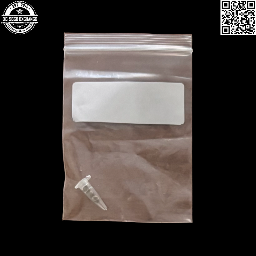 In House Genetics Purple Punch 3.0 Back IG