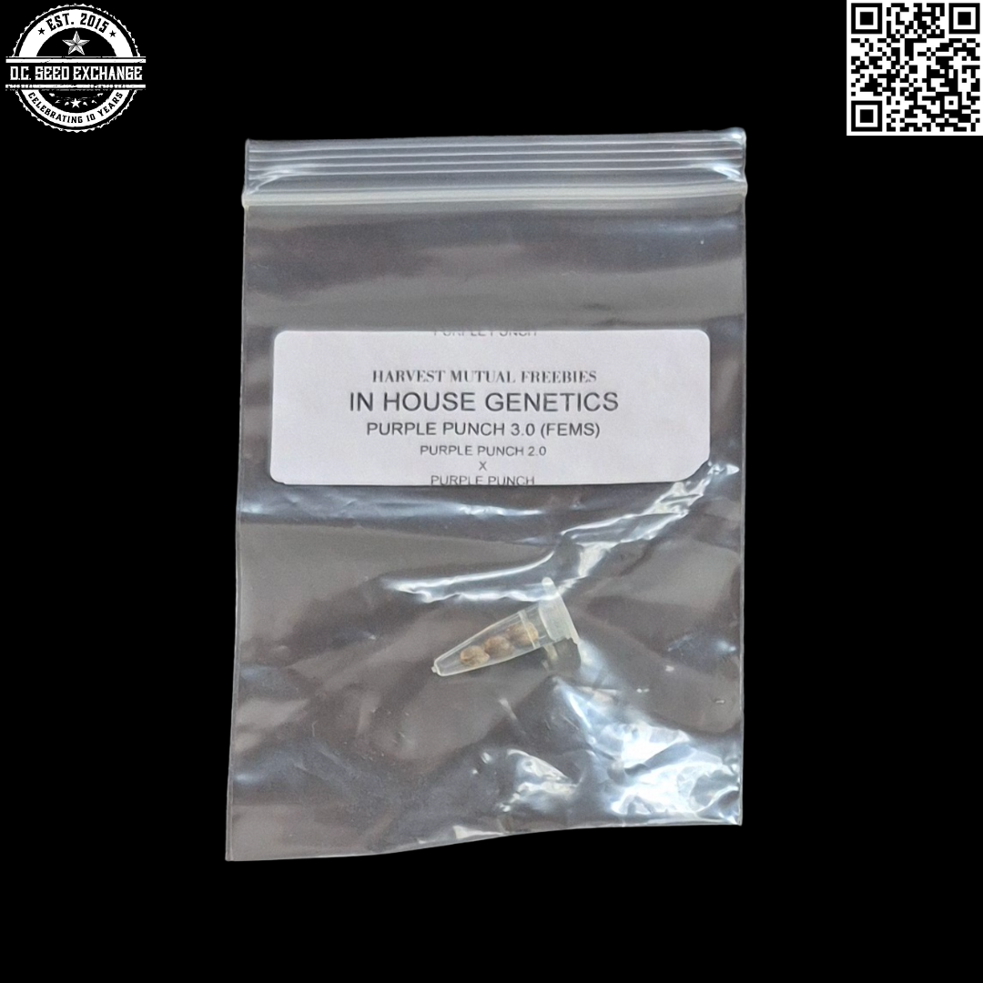 In House Genetics Purple Punch 3.0 Front IG