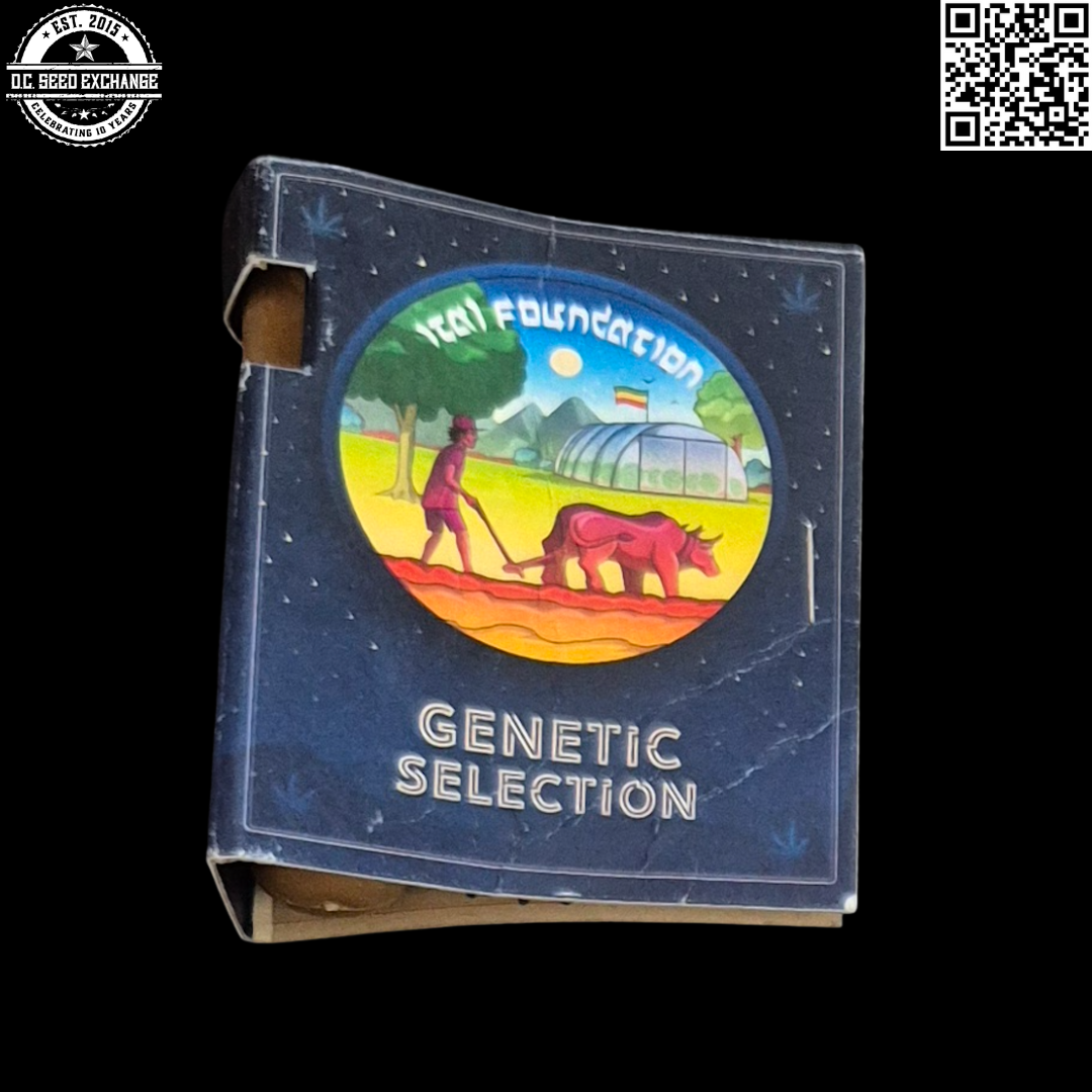 Ital Foundation Northern Lights #5 x PP F2 Front IG