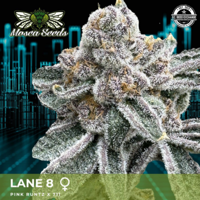 Lane 8 IG