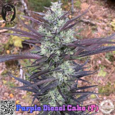 Purple Diesel Cake IG