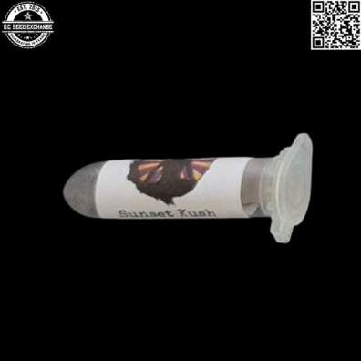 Swami Organic Seeds Sunset Kush Front IG