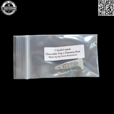 Useful Seeds Boston Bob Chocolate Trip x Panam Red Front IG