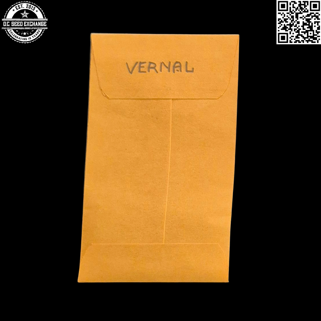 Vernal Neon Cowboy F1 Back IG