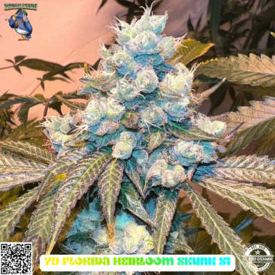 79 Florida Heirloom Skunk S1 IG
