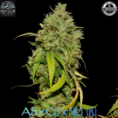 A5 x C5 x NL#1 IG Black