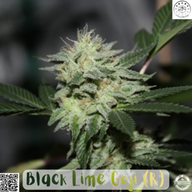BLACK LIME GOJI IG