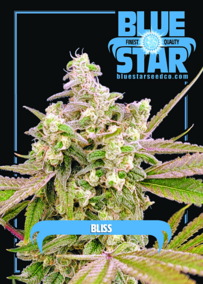 BLISS 3