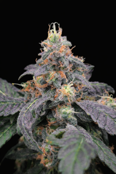 BLUE STAR MOONSHINE 1