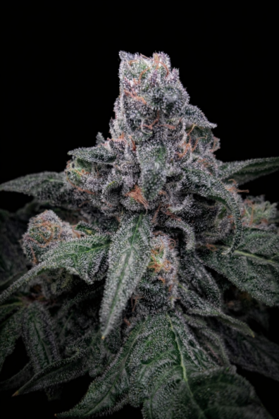 BLUE STAR MOONSHINE 4