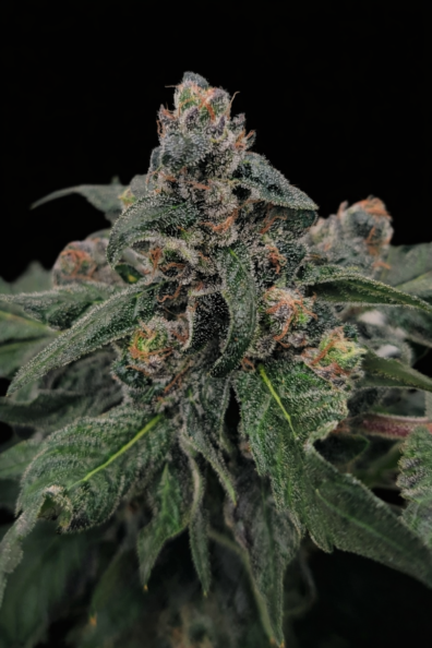 BLUE STAR MOONSHINE 5