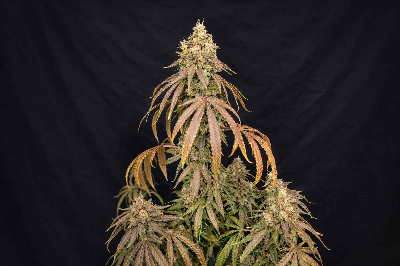 BLUEBERRY APPLE COBBLER 1