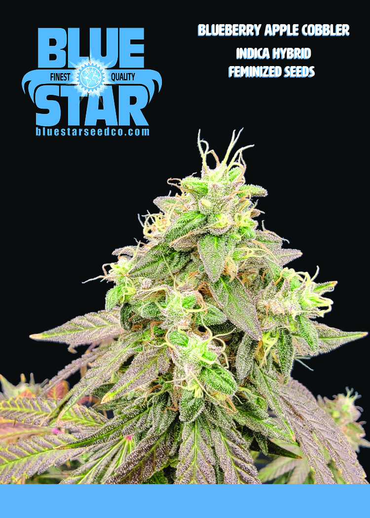 BLUEBERRY APPLE COBBLER 2