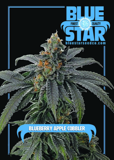 BLUEBERRY APPLE COBBLER 3