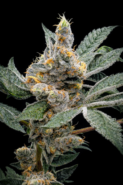 BLUEBERRY APPLE COBBLER 5