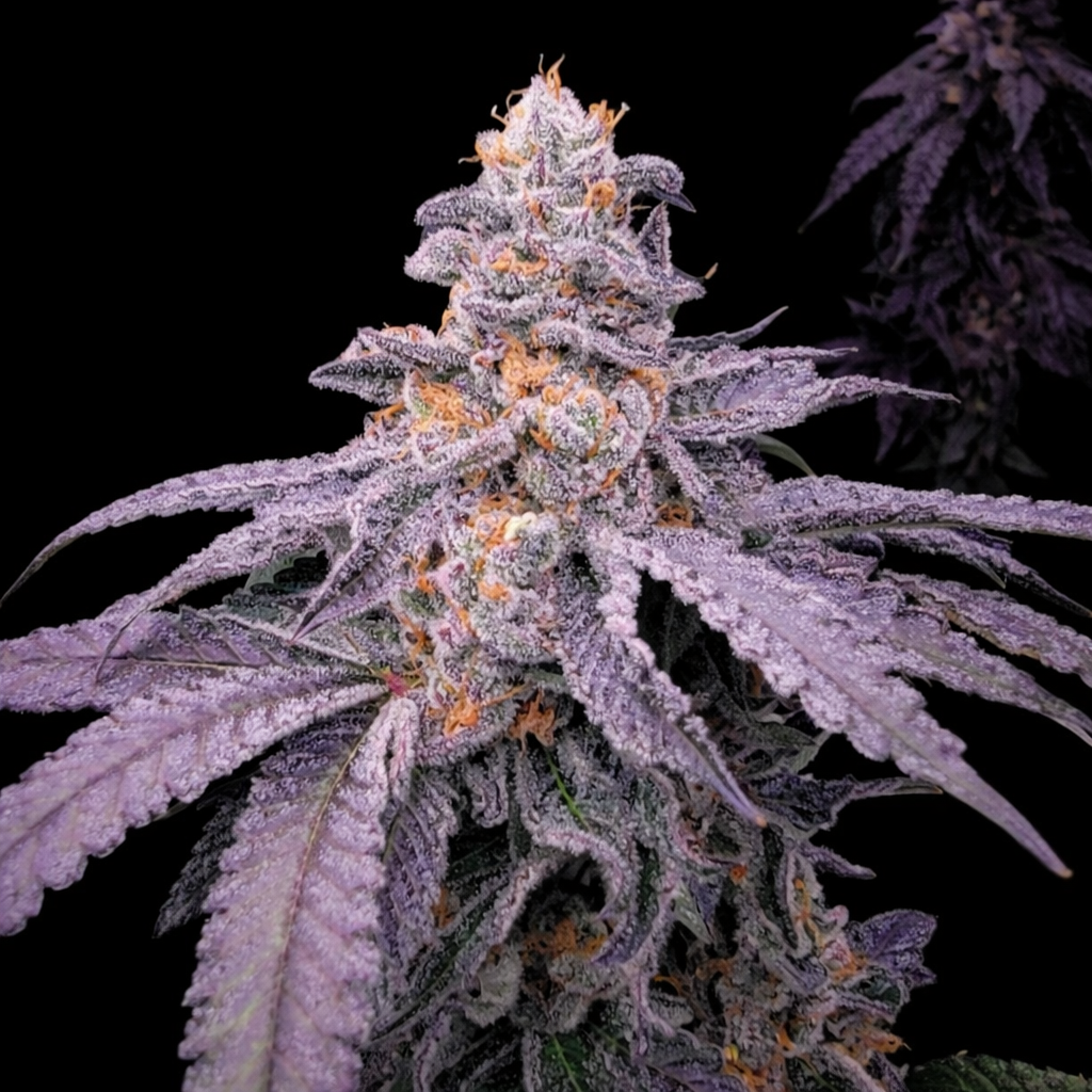 BLUEBERRY APPLE COBBLER 6