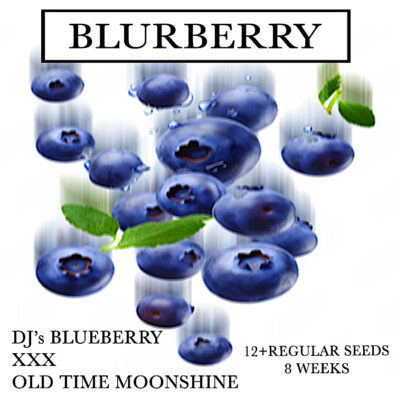 Blurberry IG