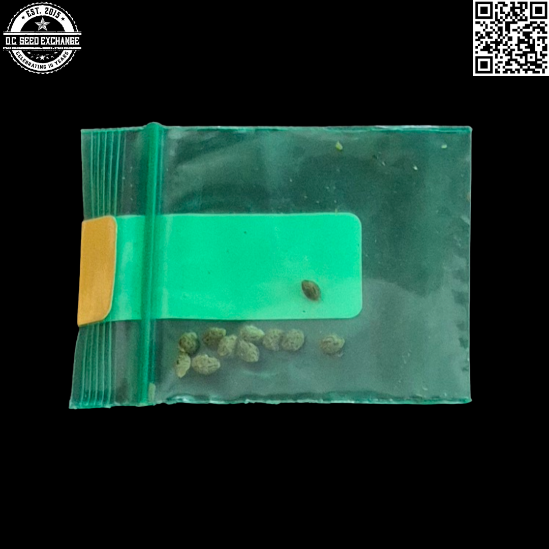 Bodhi Seeds Aruba x Everything Back IG