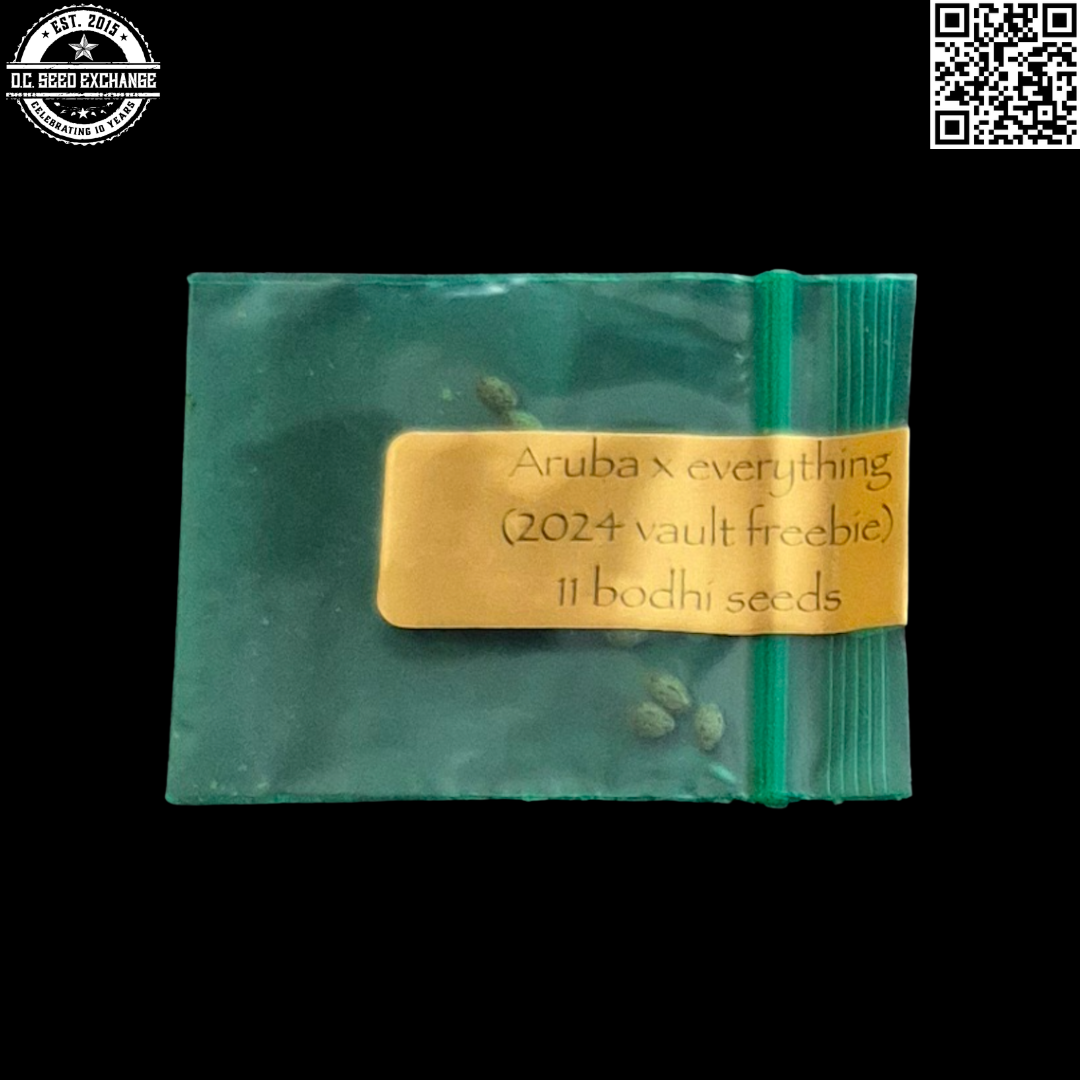 Bodhi Seeds Aruba x Everything Front IG