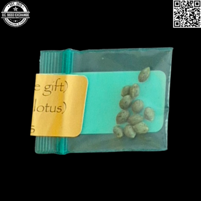 Bodhi Seeds Black Lotus Back2 IG