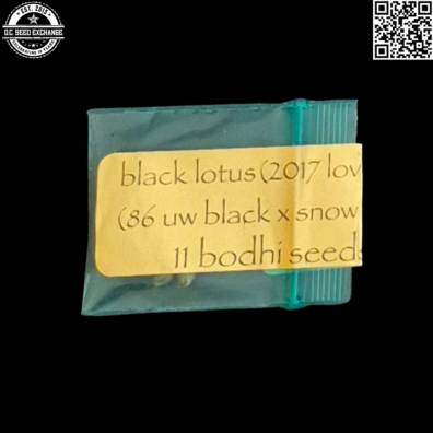 Bodhi Seeds Black Lotus Front2 IG
