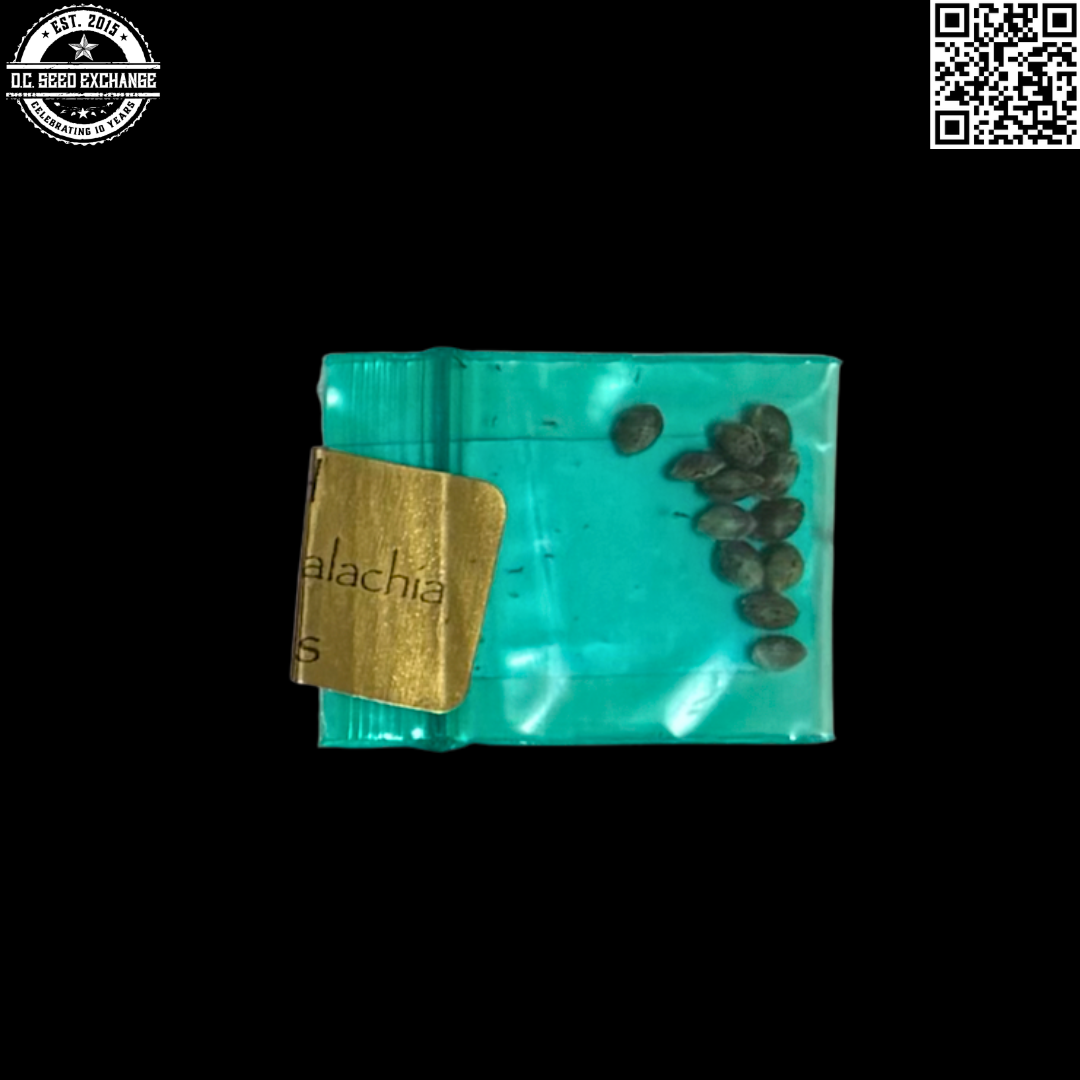 Bodhi Seeds Cheech Wizard Back IG