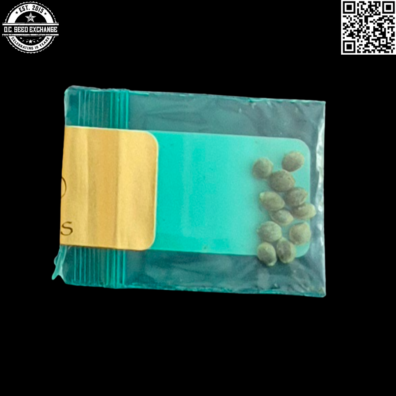 Bodhi Seeds Chem 1 x SSDD Back2 IG