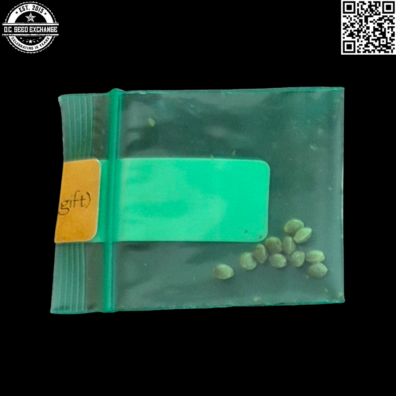 Bodhi Seeds DJ Blueberry x Everything Back IG