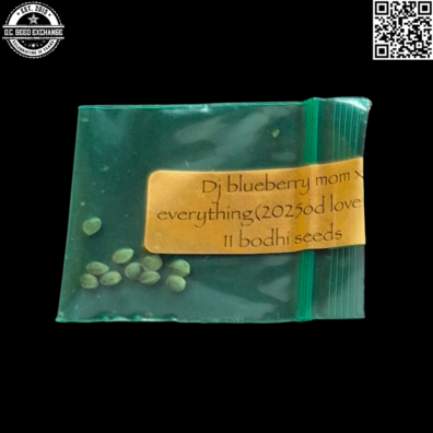Bodhi Seeds DJ Blueberry x Everything Front IG