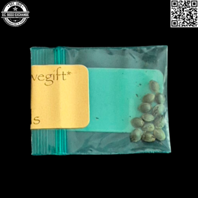 Bodhi Seeds Dream Axis Back2 IG