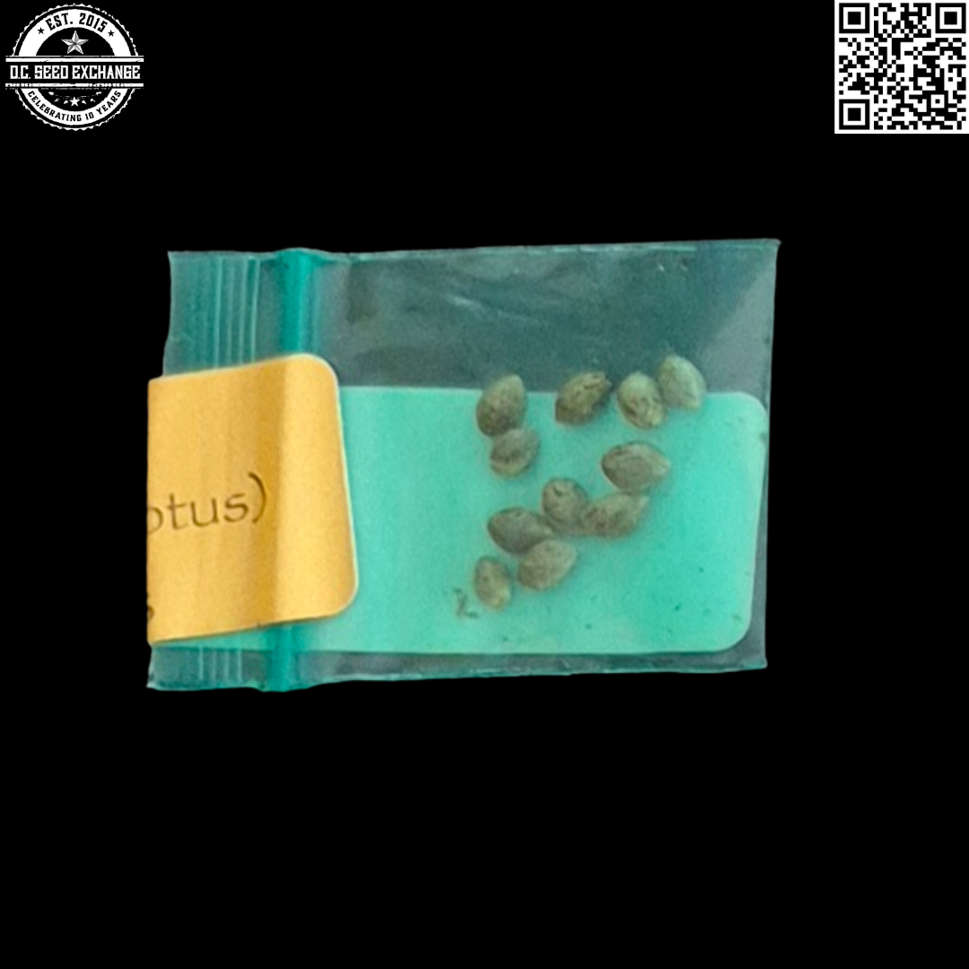 Bodhi Seeds Lotus Head Back IG