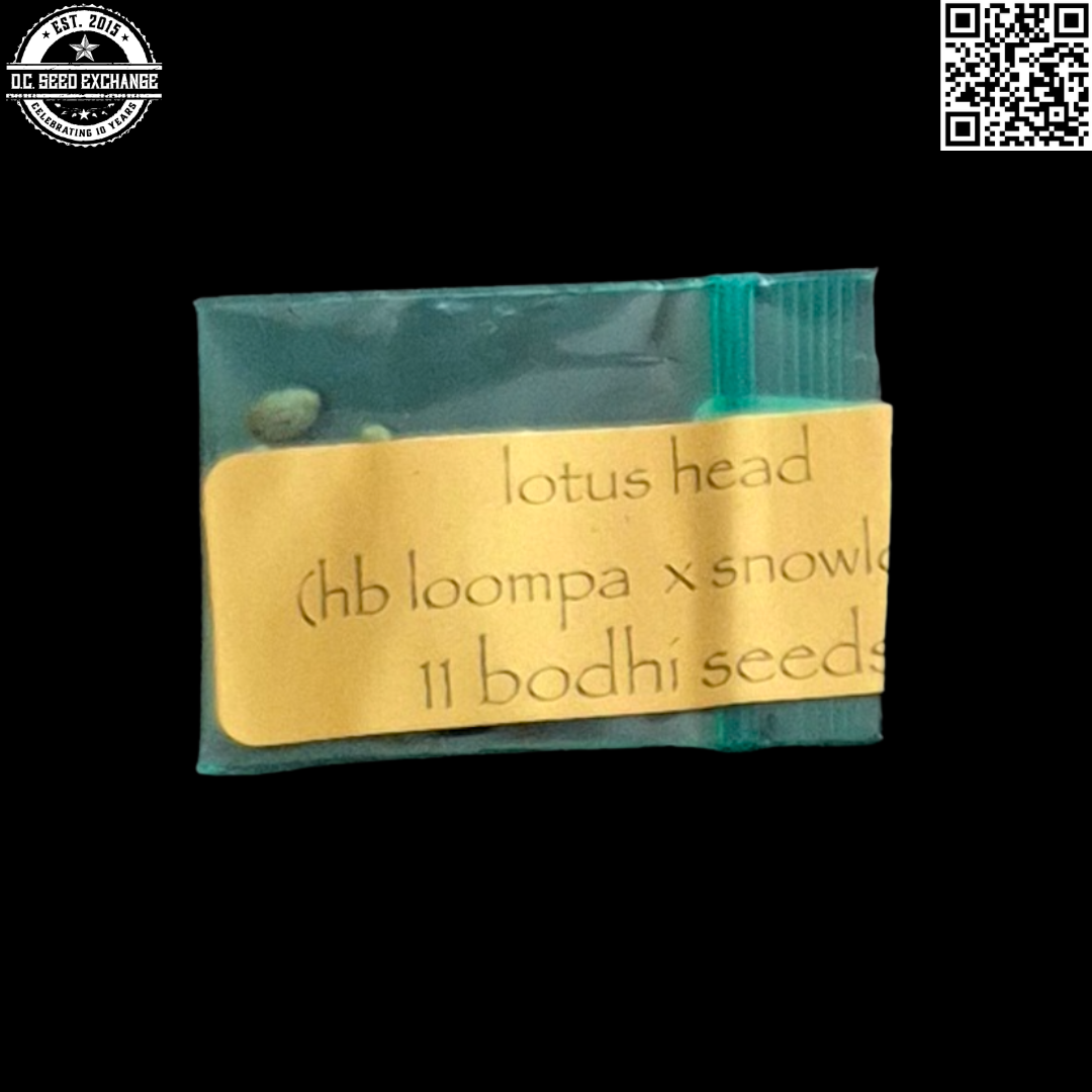 Bodhi Seeds Lotus Head Front IG