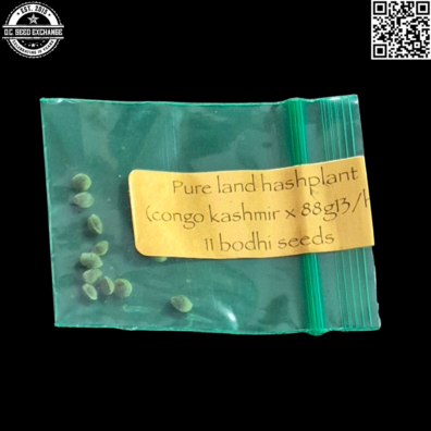 Bodhi Seeds Pure Land Hashplant Back IG