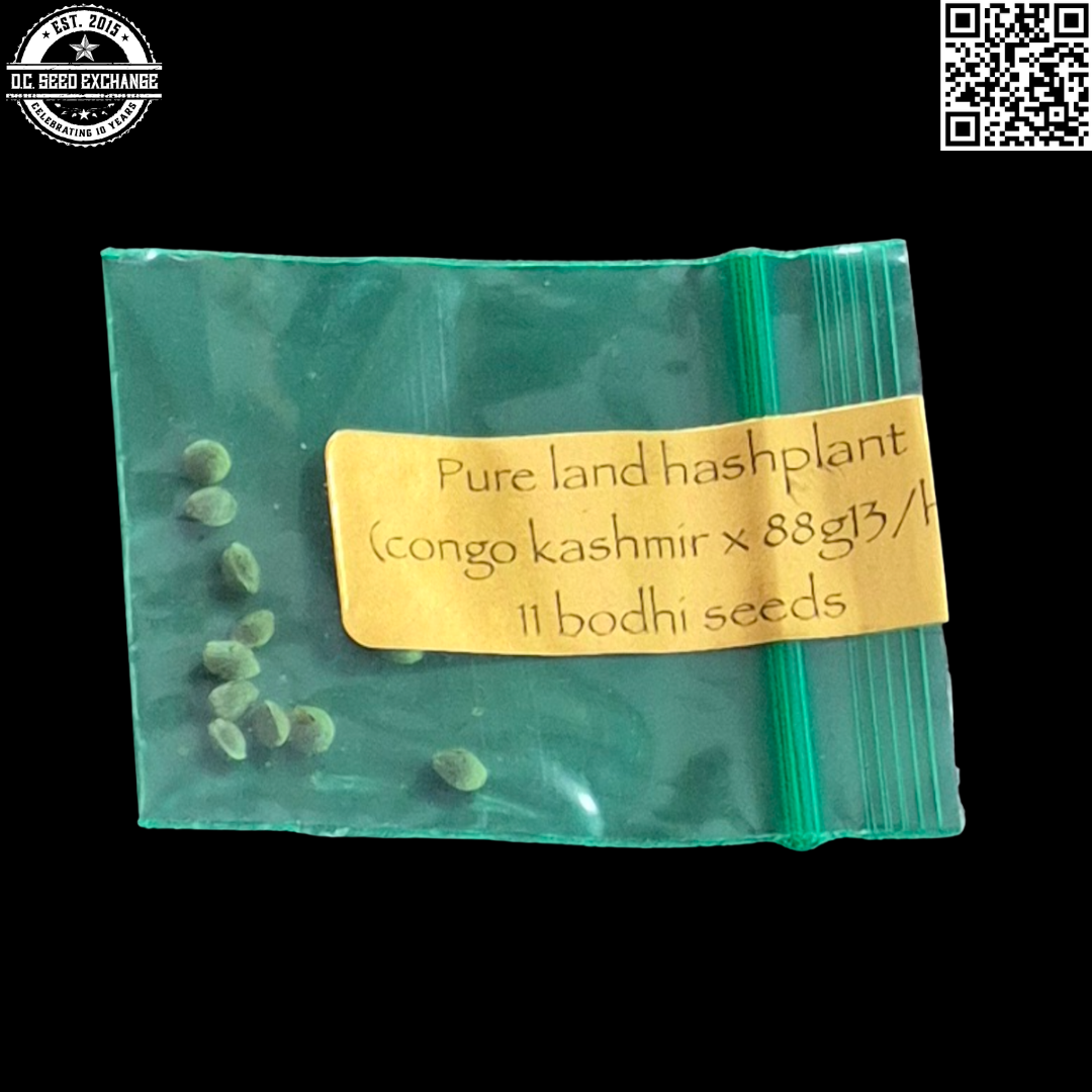 Bodhi Seeds Pure Land Hashplant Back IG