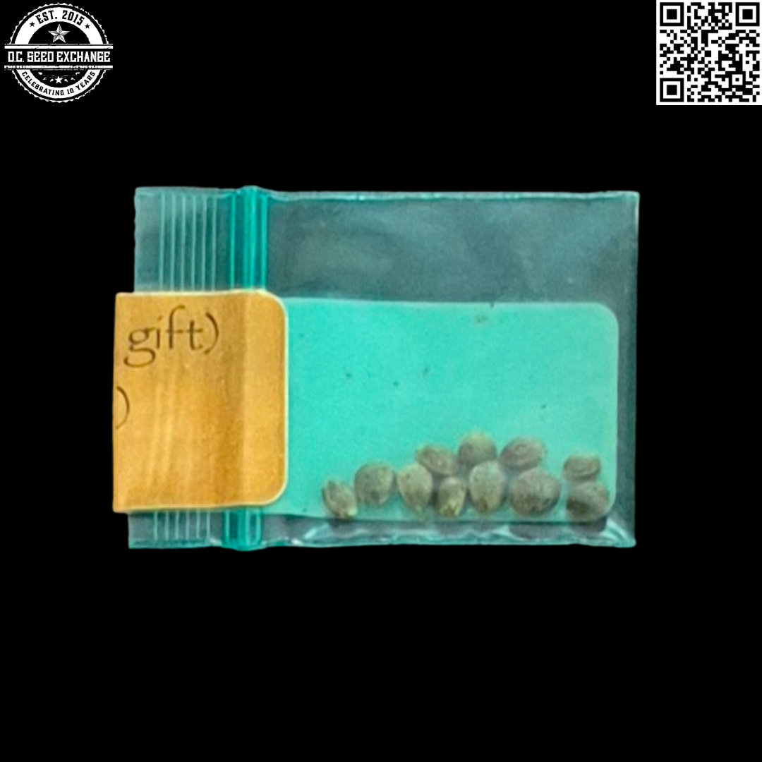 Bodhi Seeds Solos Stash Back2 IG