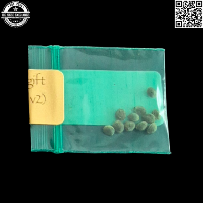 Bodhi Seeds Temple Lights v2 Back IG