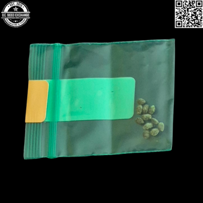 Bodhi Seeds Violet Bubba Back IG