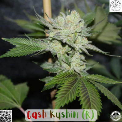 Cash Kushin IG v2